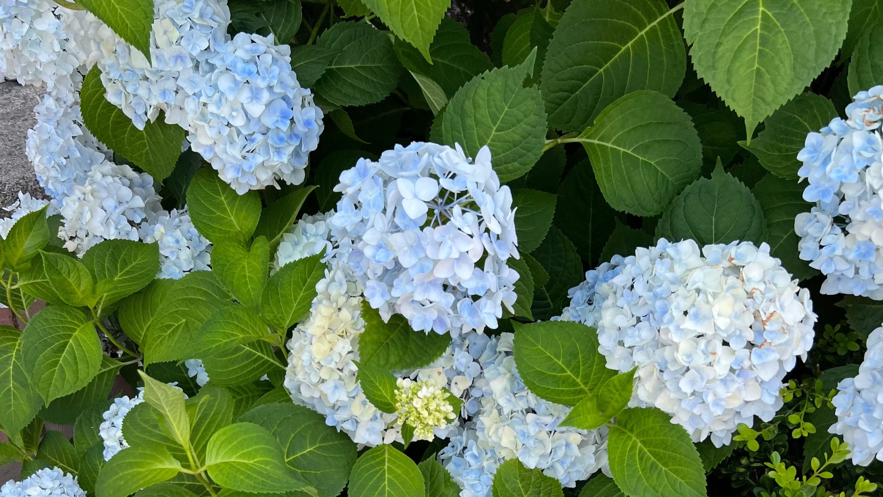 Close-up of blue hydrangea flowers with green leaves